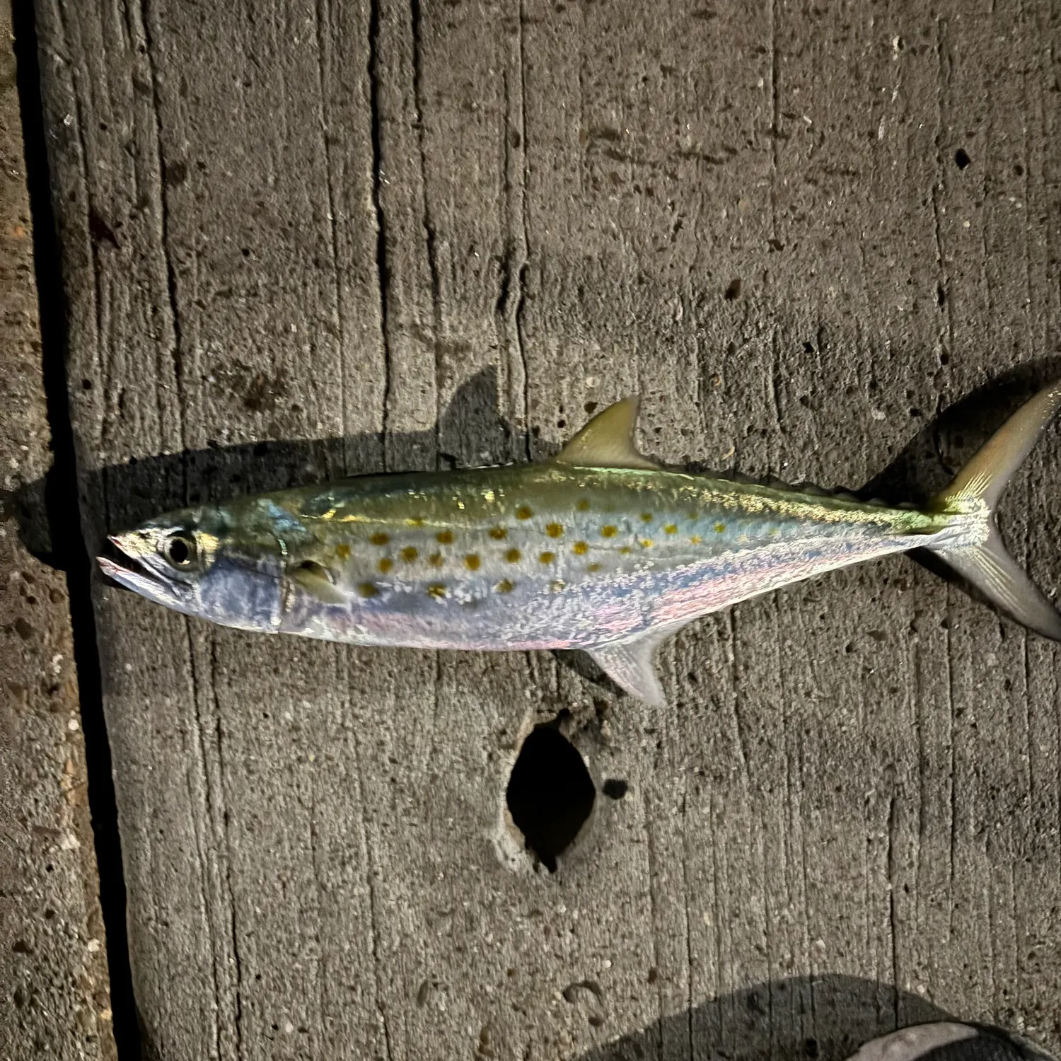 The most recent Spotted seatrout catches on Fishbrain