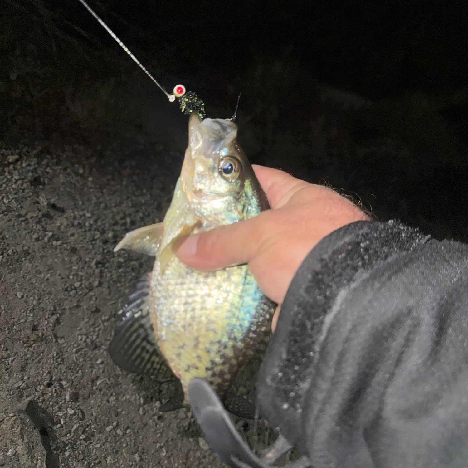 Black crappie caught on Fishbrain