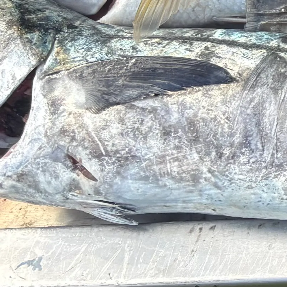 The most recent Narrow-barred Spanish mackerel catches on Fishbrain