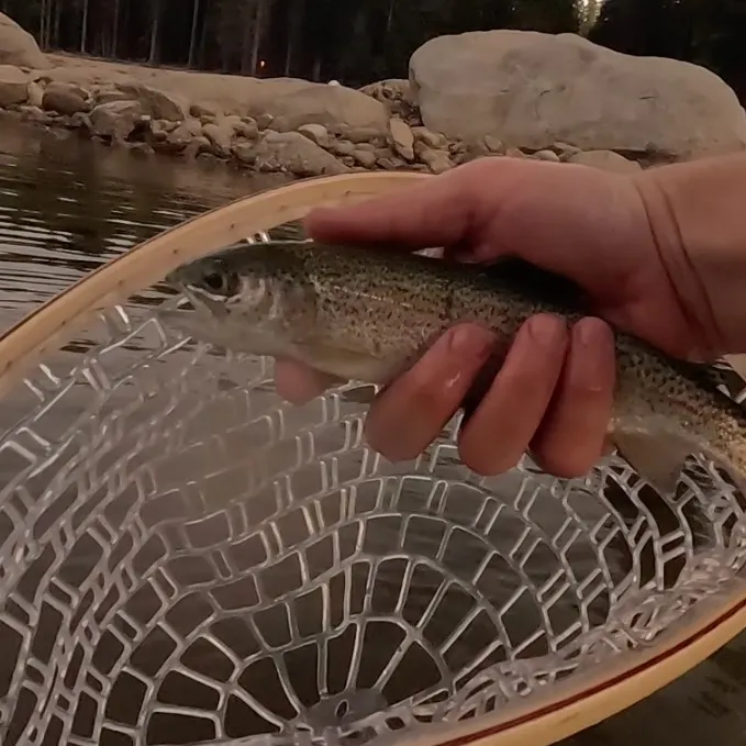 Rainbow trout caught on Fishbrain