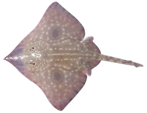 Big skate