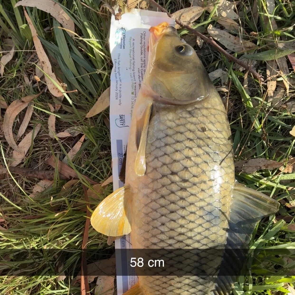 recently logged catches