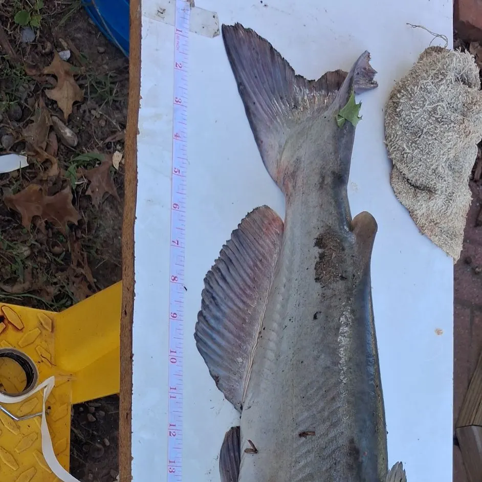 Channel catfish caught on Fishbrain