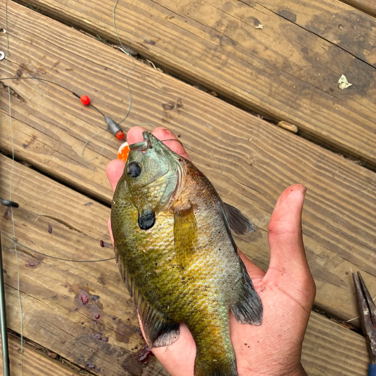 catch
