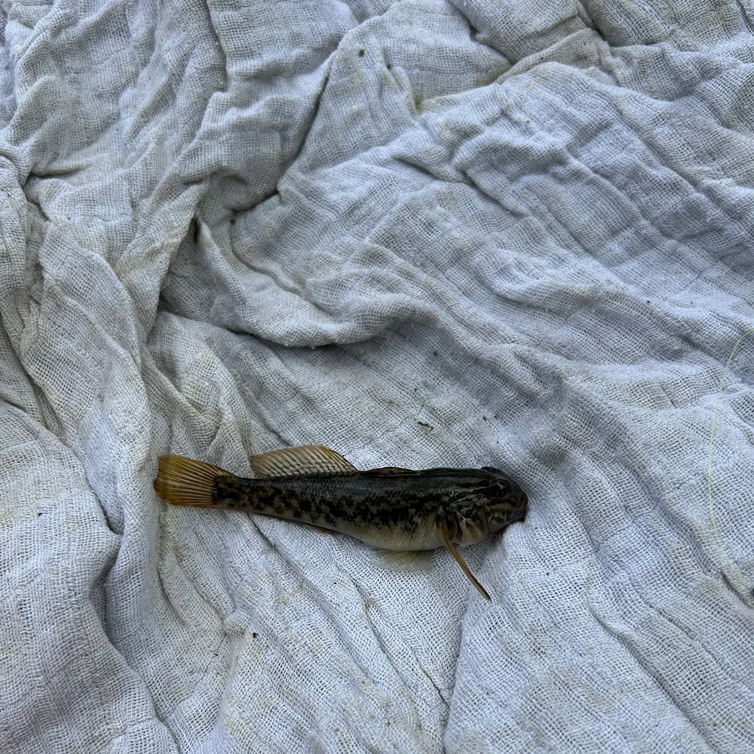 Round goby caught on Fishbrain