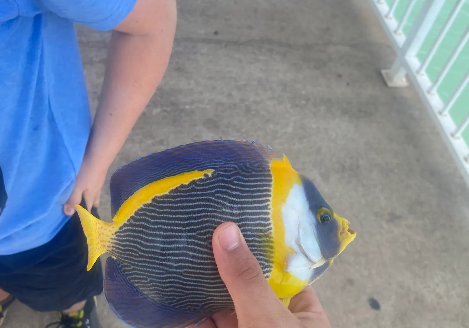 Snubnose pompano