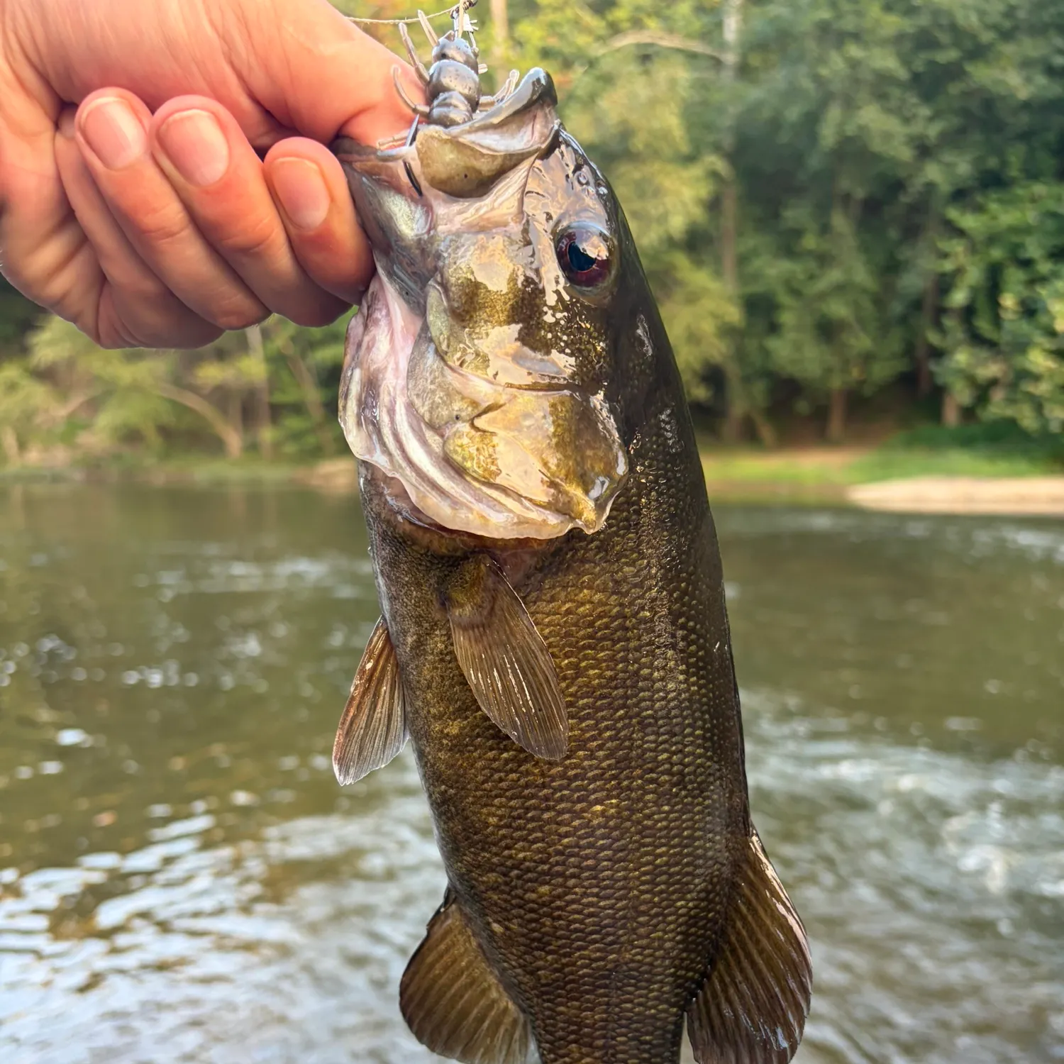 Smallmouth bass caught on Fishbrain