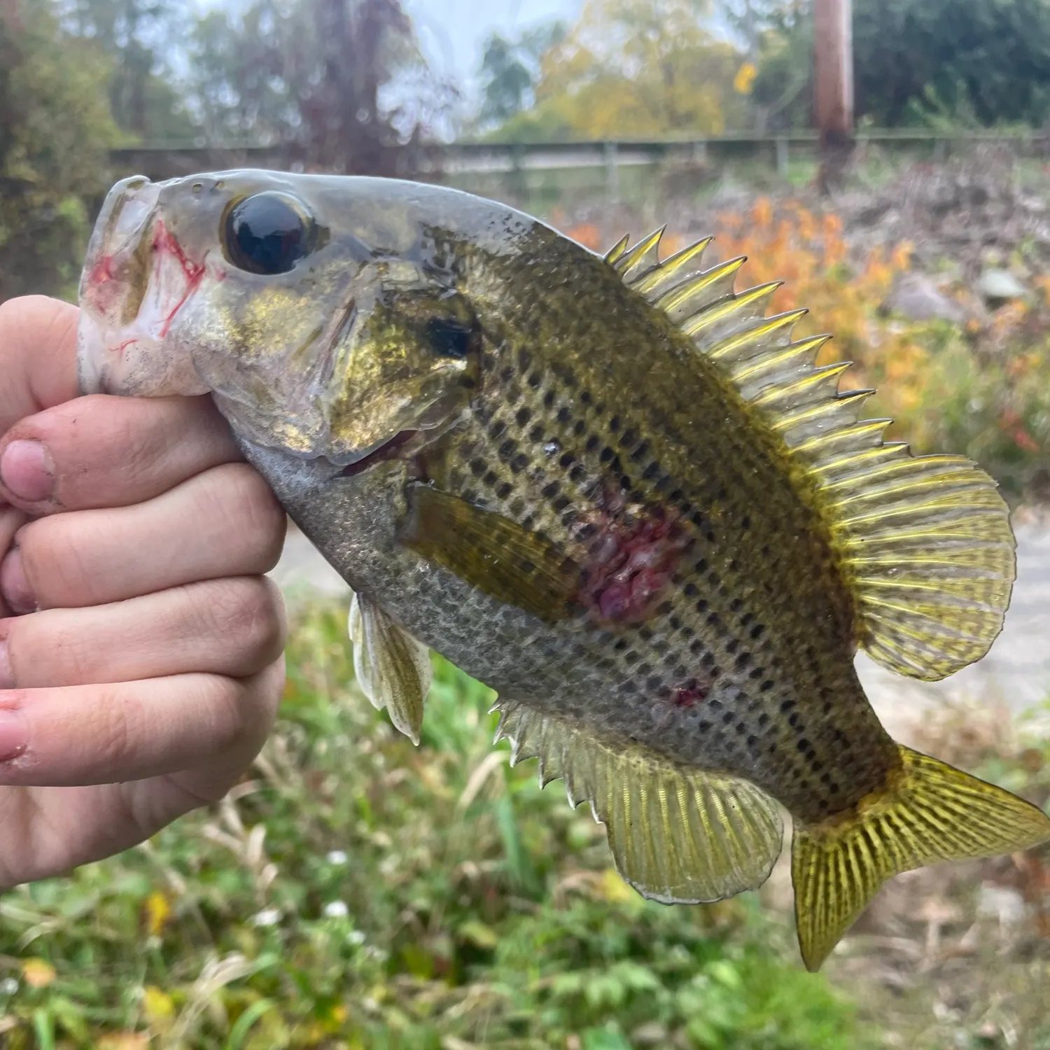 Rock bass caught on Fishbrain