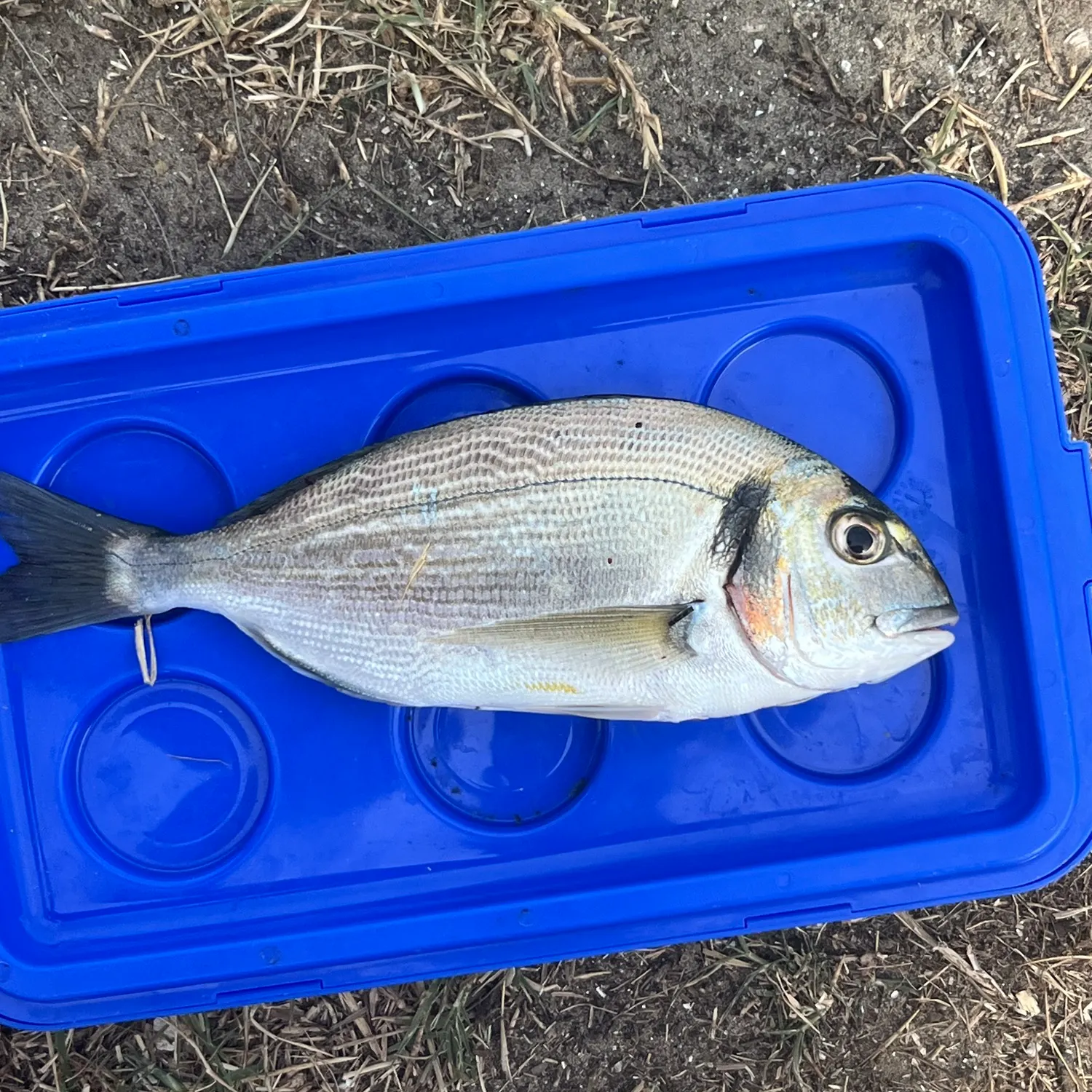 The most recent White seabream catches on Fishbrain