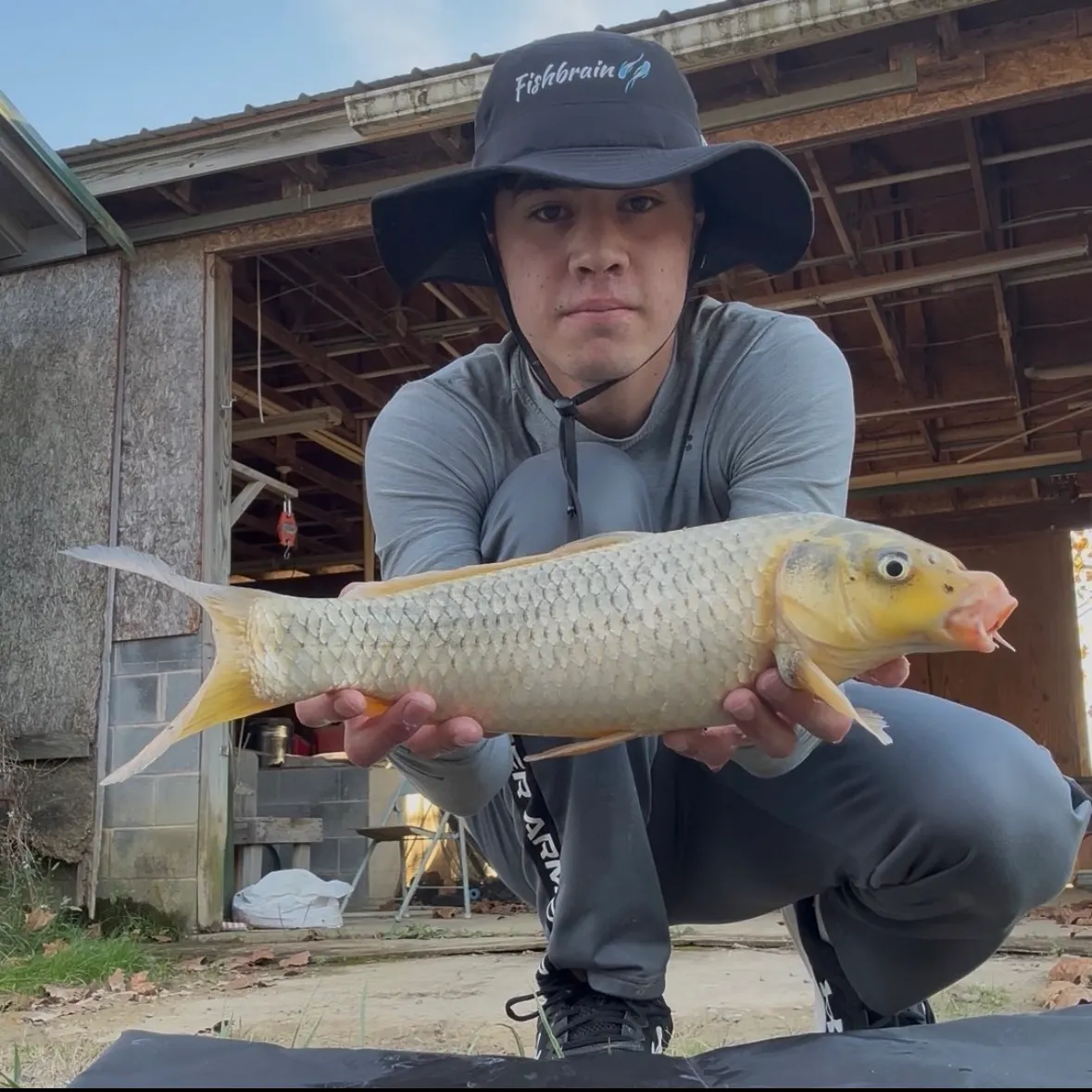 The most recent Ghost carp catches on Fishbrain