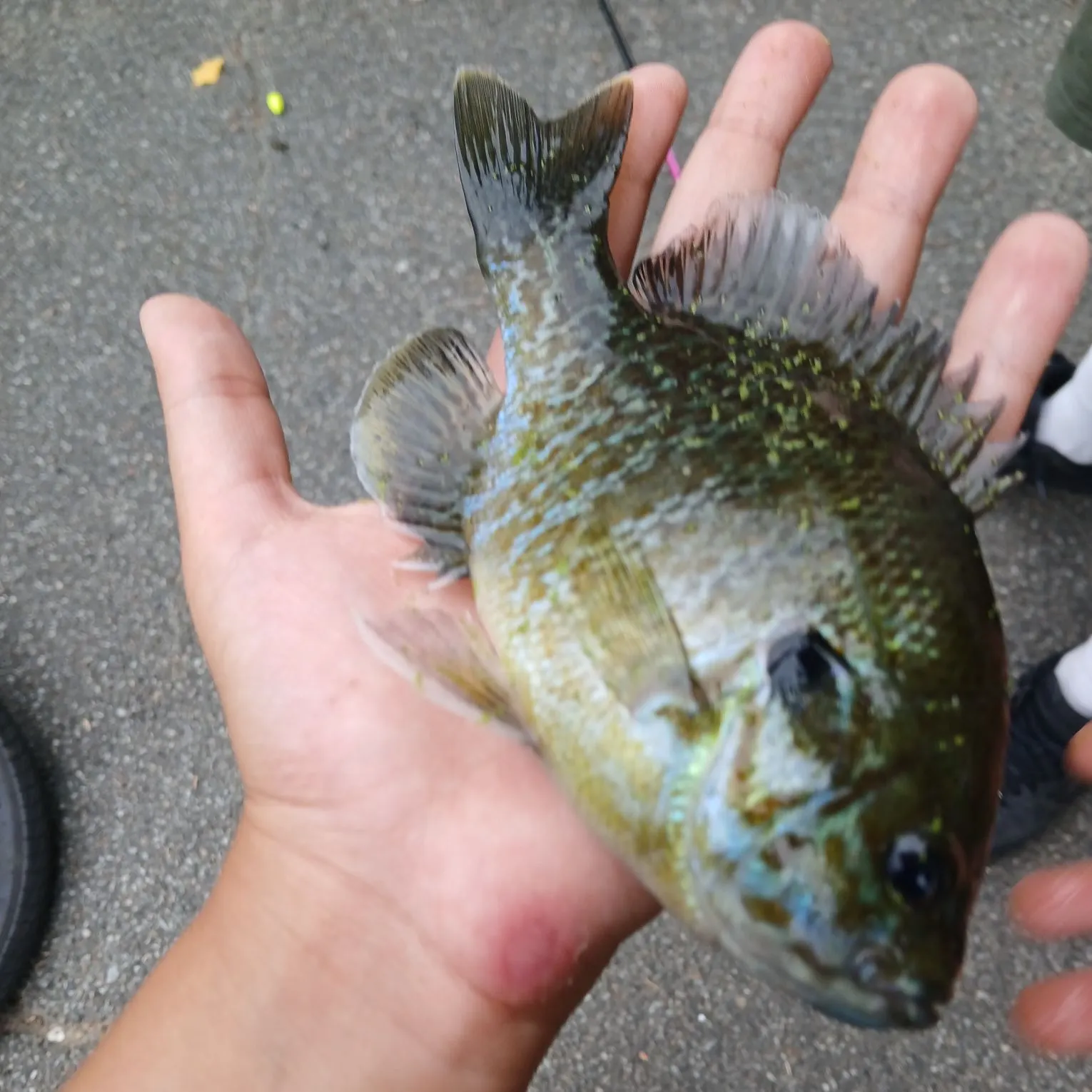 catch