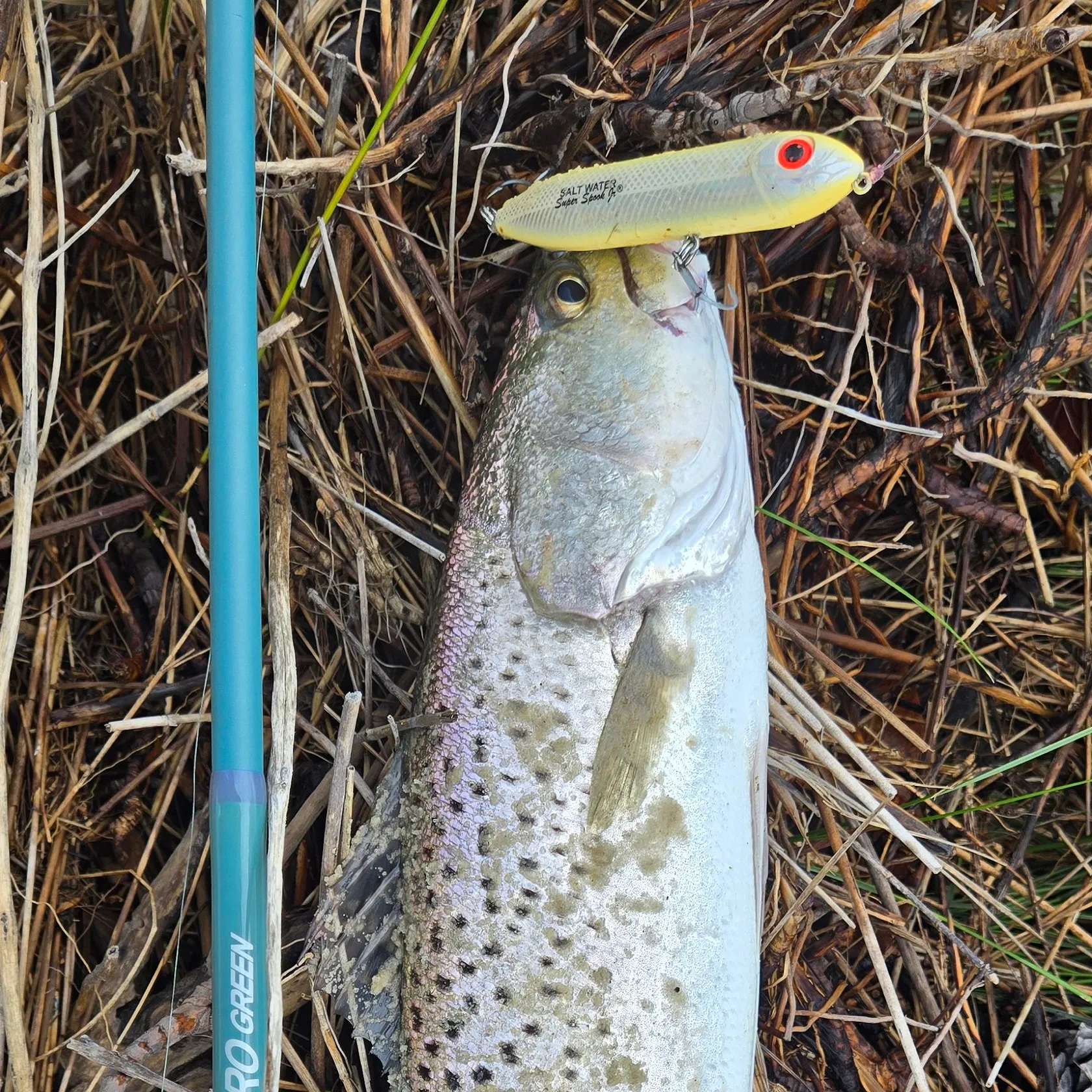 Spotted seatrout caught on Fishbrain