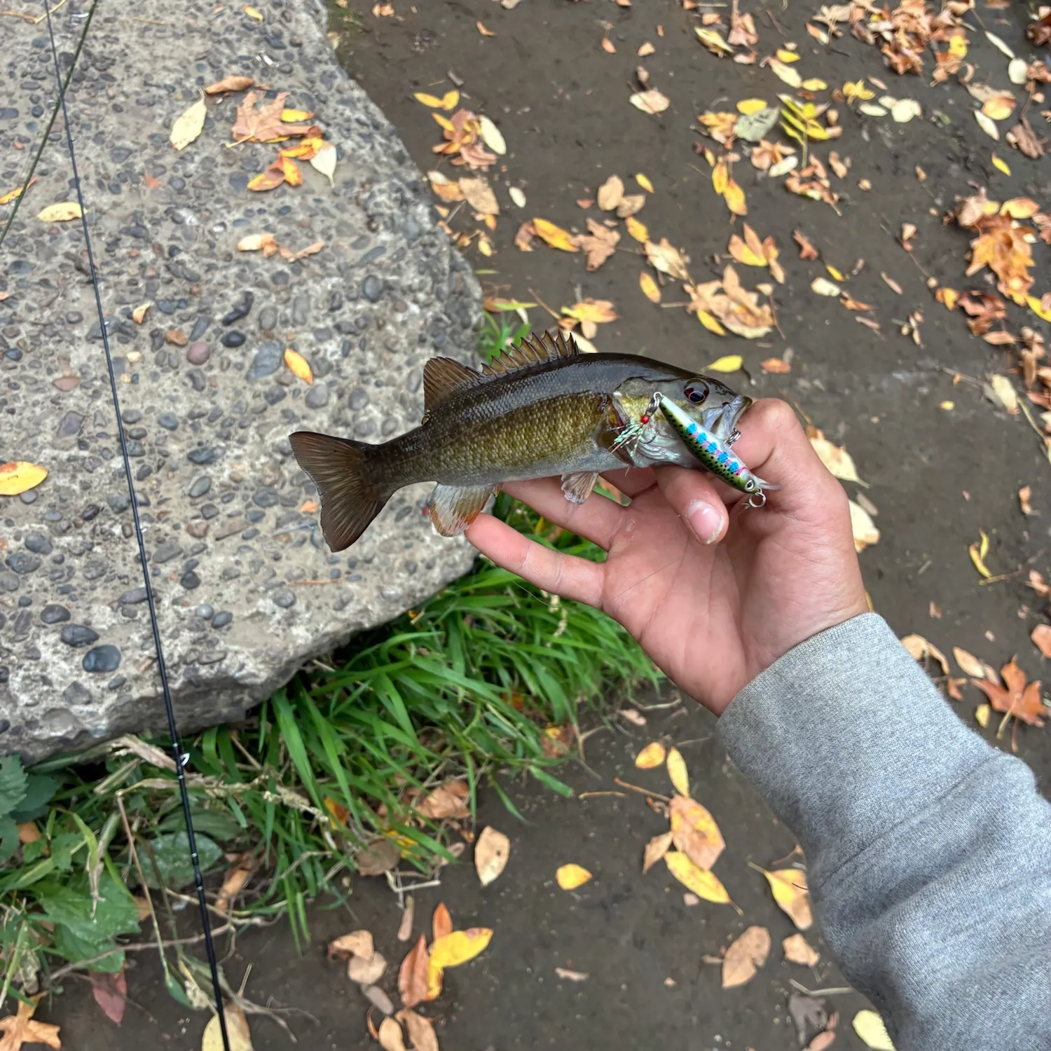 Smallmouth bass caught on Fishbrain