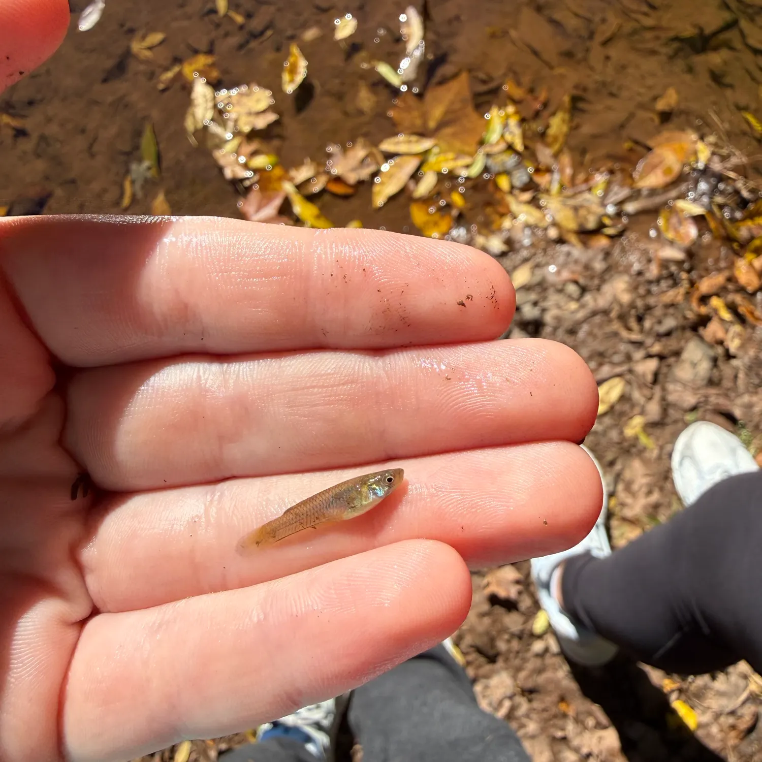 The most recent Eastern mosquitofish catches on Fishbrain