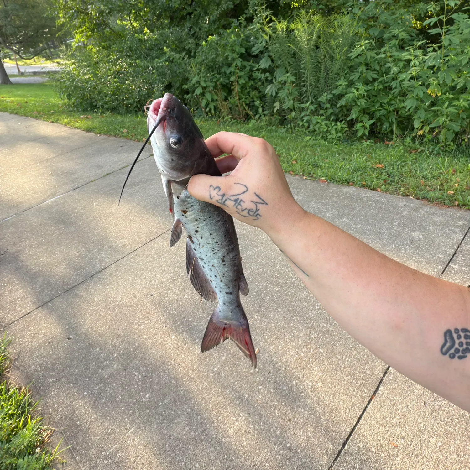 recently logged catches