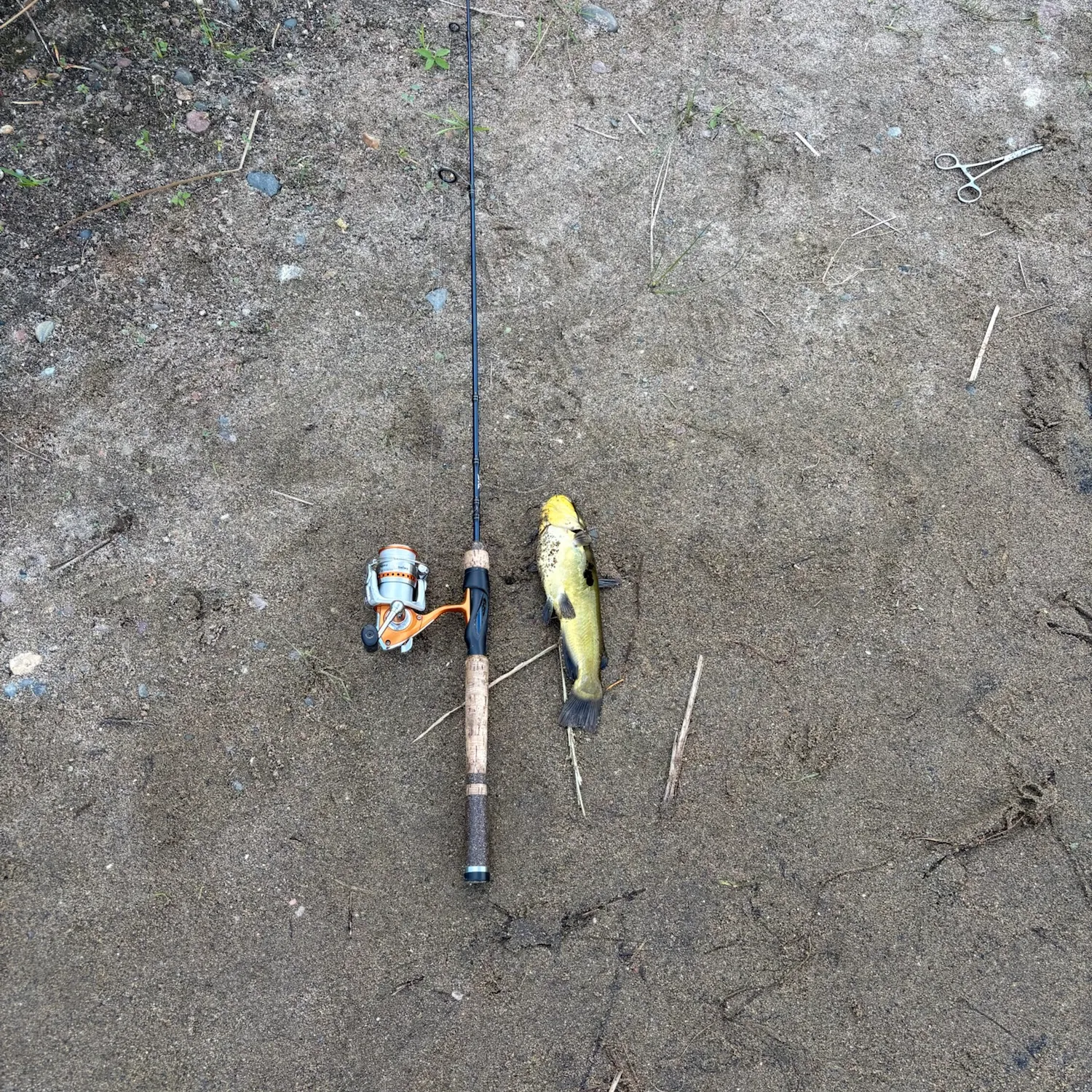 Yellow bullhead caught on Fishbrain