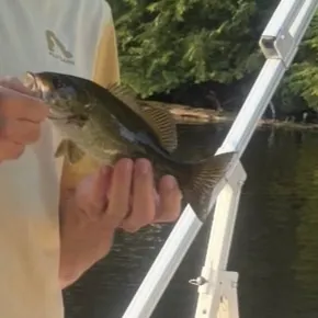Smallmouth bass caught on Fishbrain