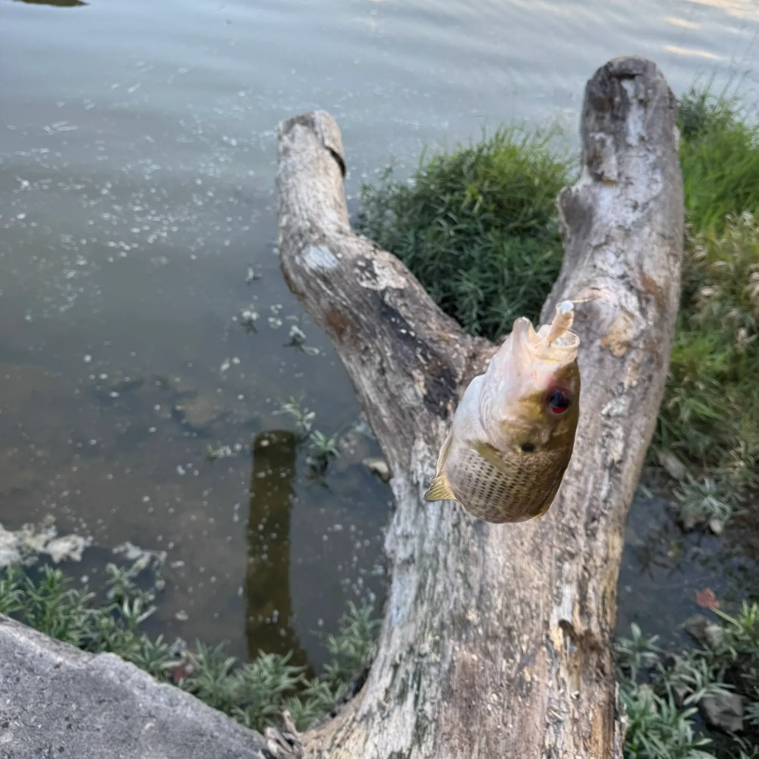 Rock bass caught on Fishbrain