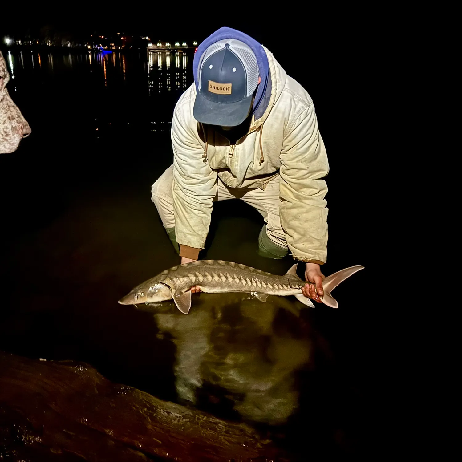 The most recent Shortnose sturgeon catches on Fishbrain