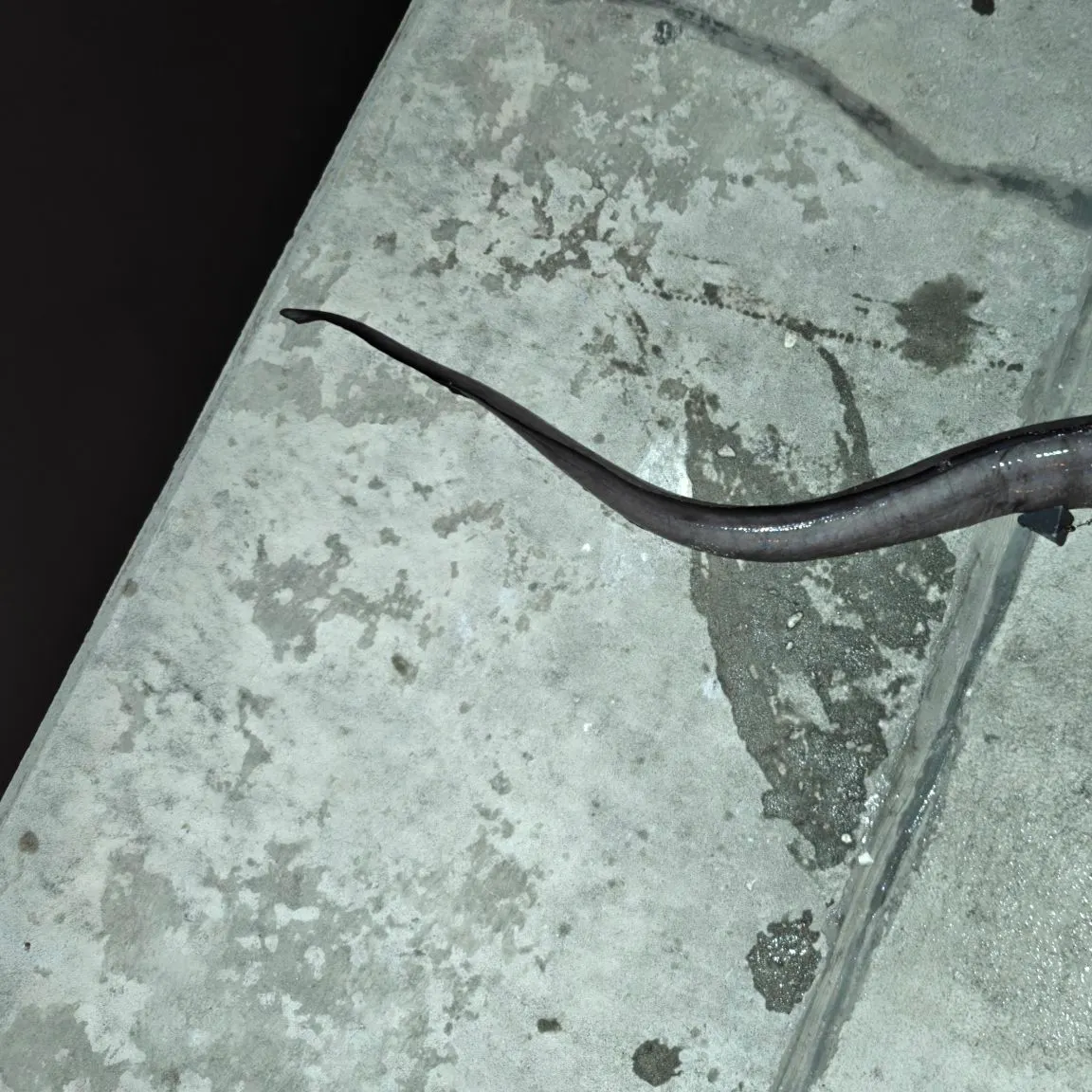 The most recent Longfin African conger catches on Fishbrain