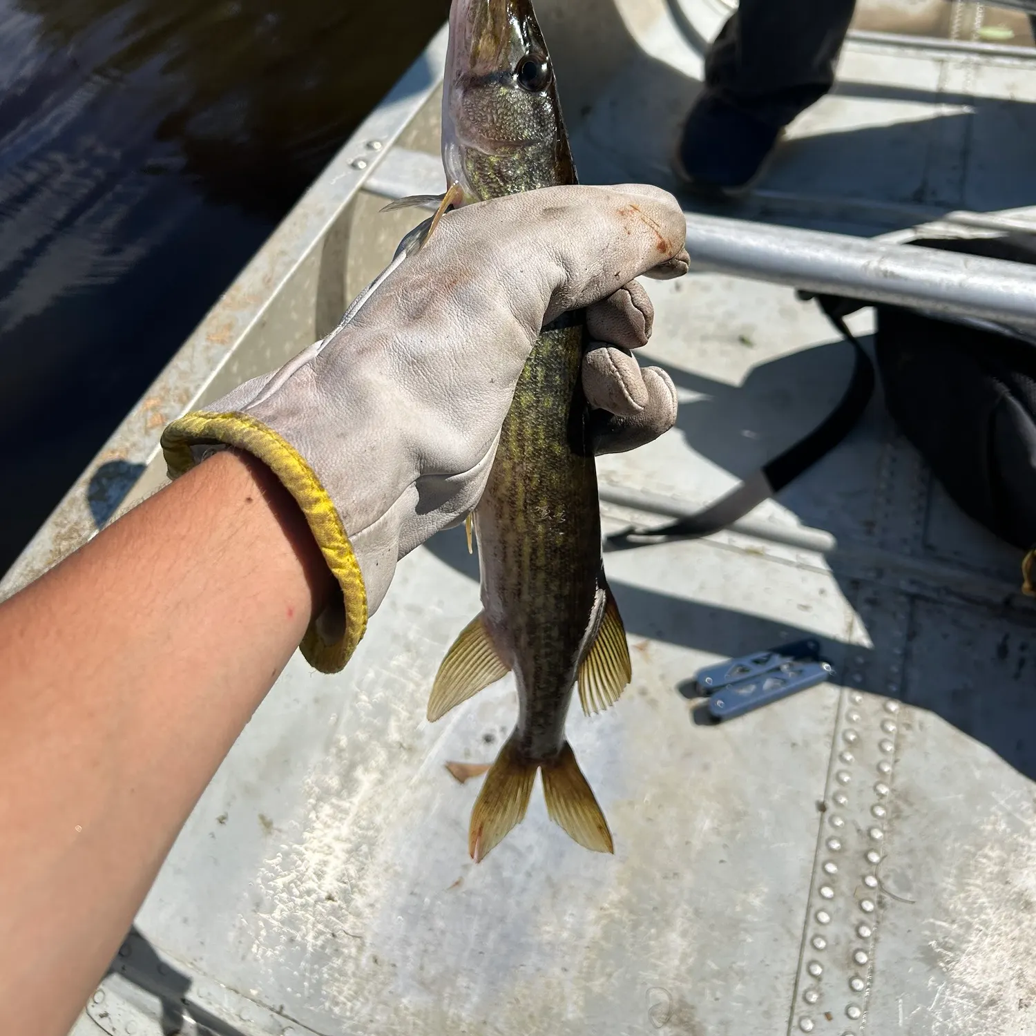 Chain pickerel caught on Fishbrain