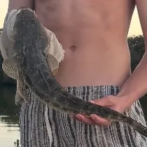 Dusky flathead caught on Fishbrain