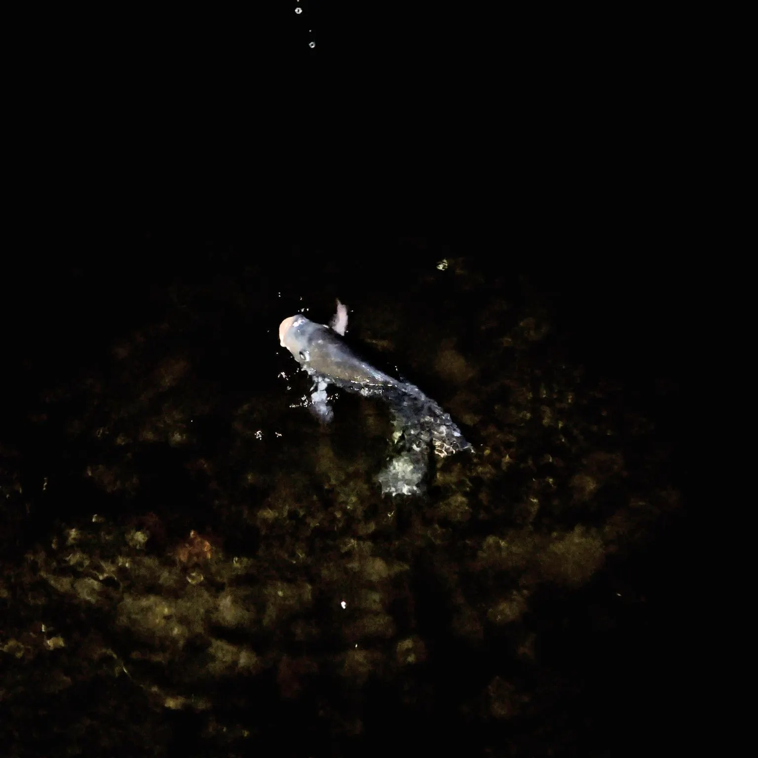 Common carp caught on Fishbrain
