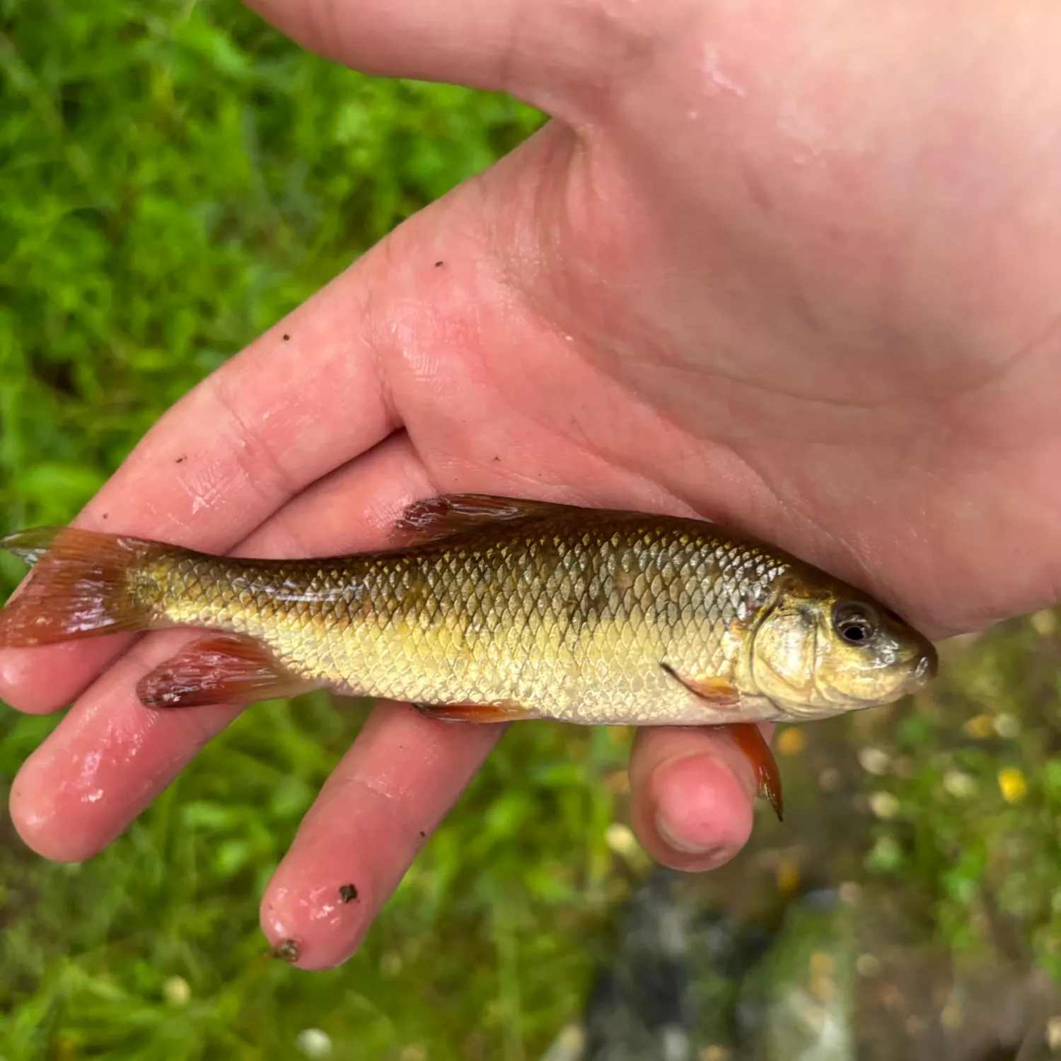 The most recent Eastern creek chubsucker catches on Fishbrain