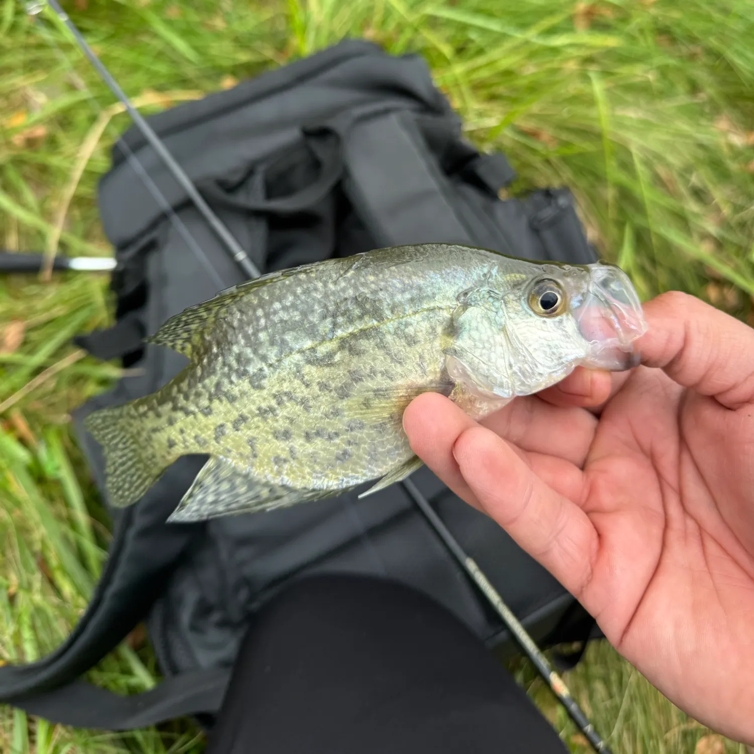 Black crappie caught on Fishbrain