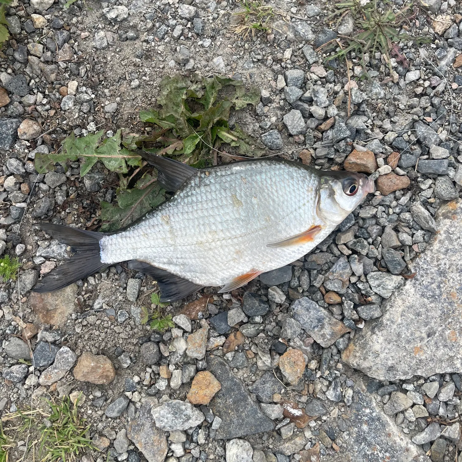 The most recent Zope catches on Fishbrain