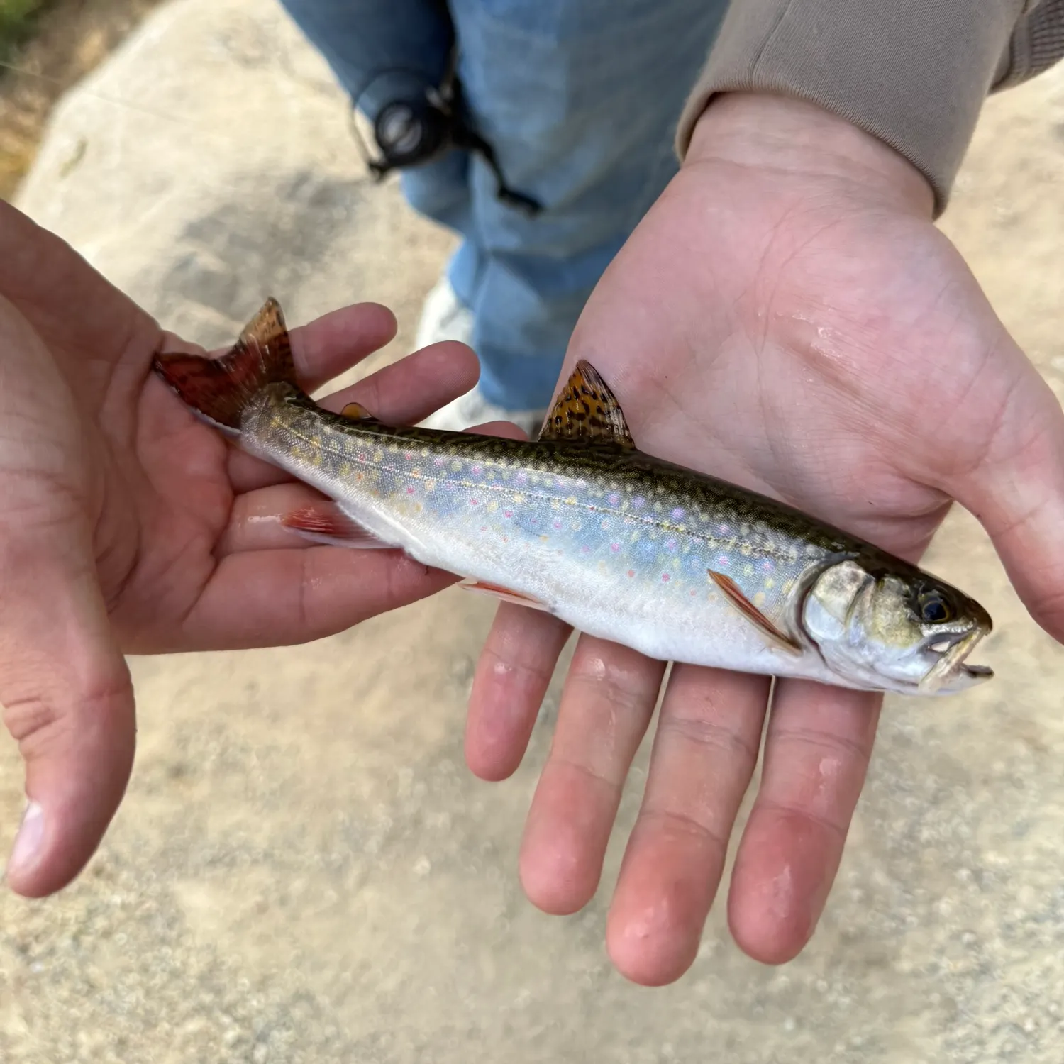 Brook trout caught on Fishbrain