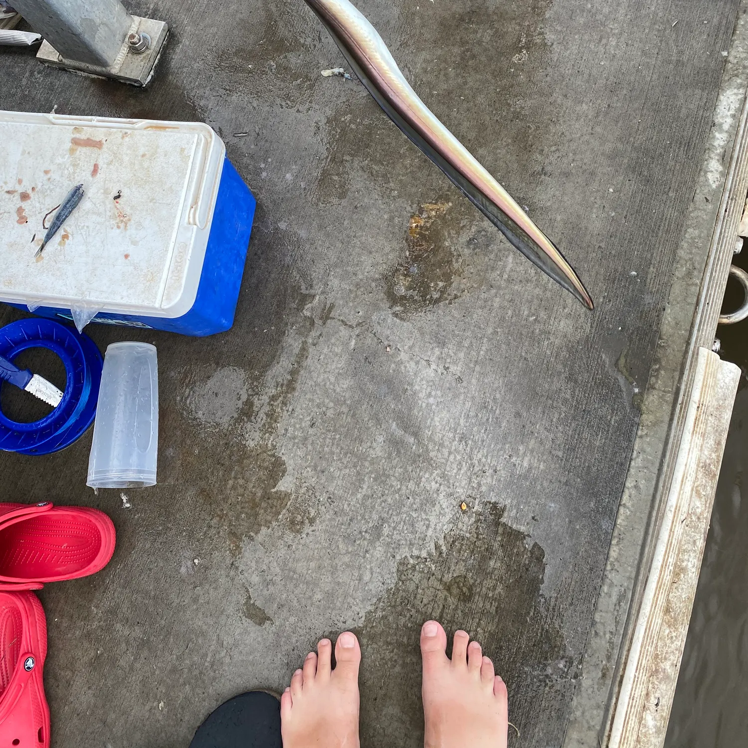 The most recent Common pike conger catches on Fishbrain