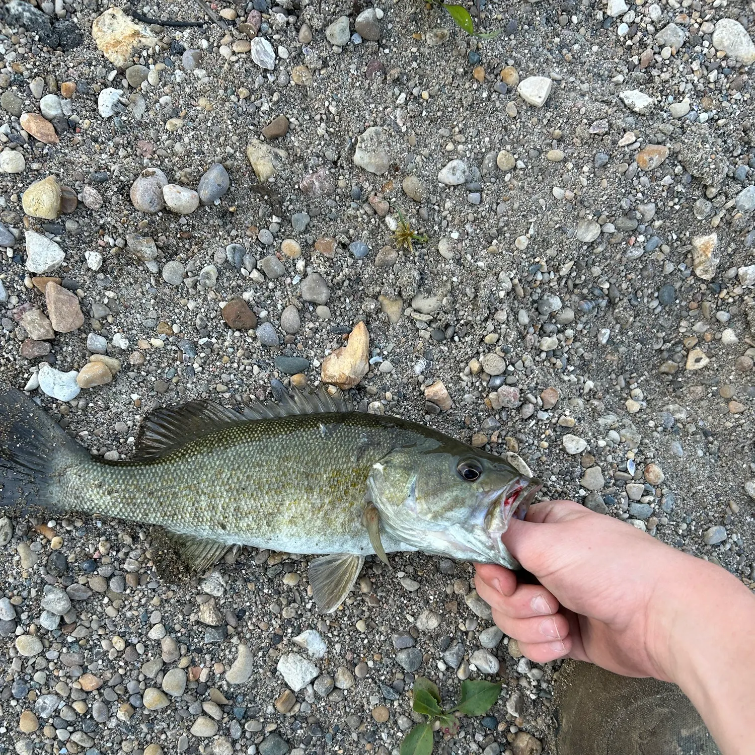 Smallmouth bass caught on Fishbrain