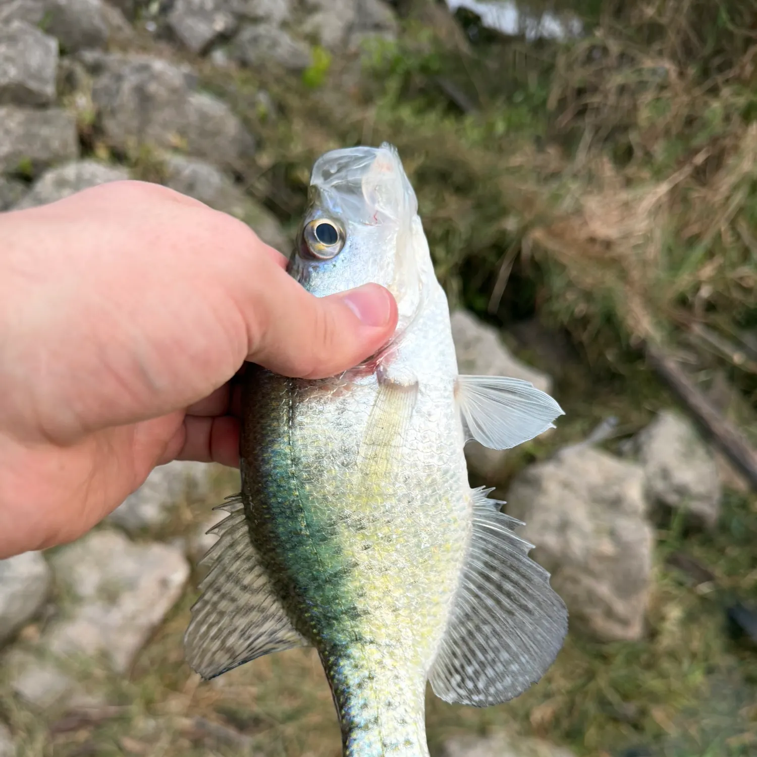 White crappie caught on Fishbrain
