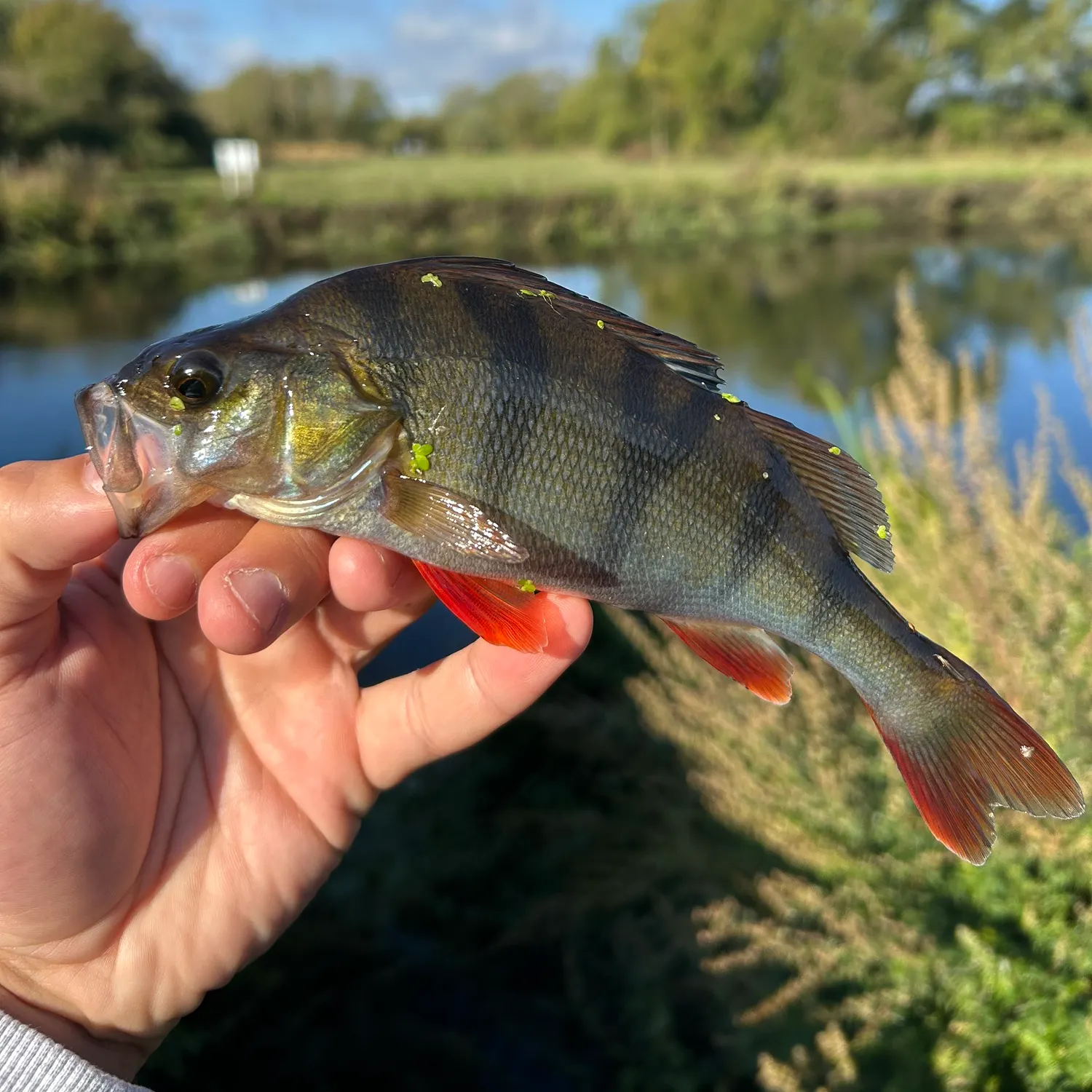 European perch caught on Fishbrain