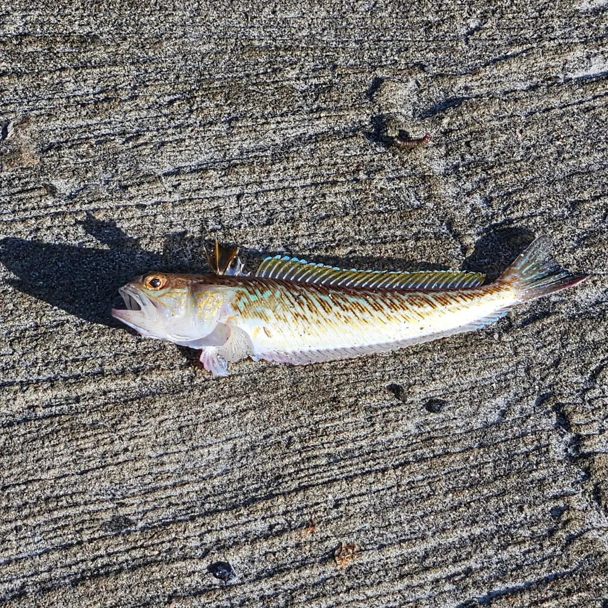 The most recent Greater weever catches on Fishbrain