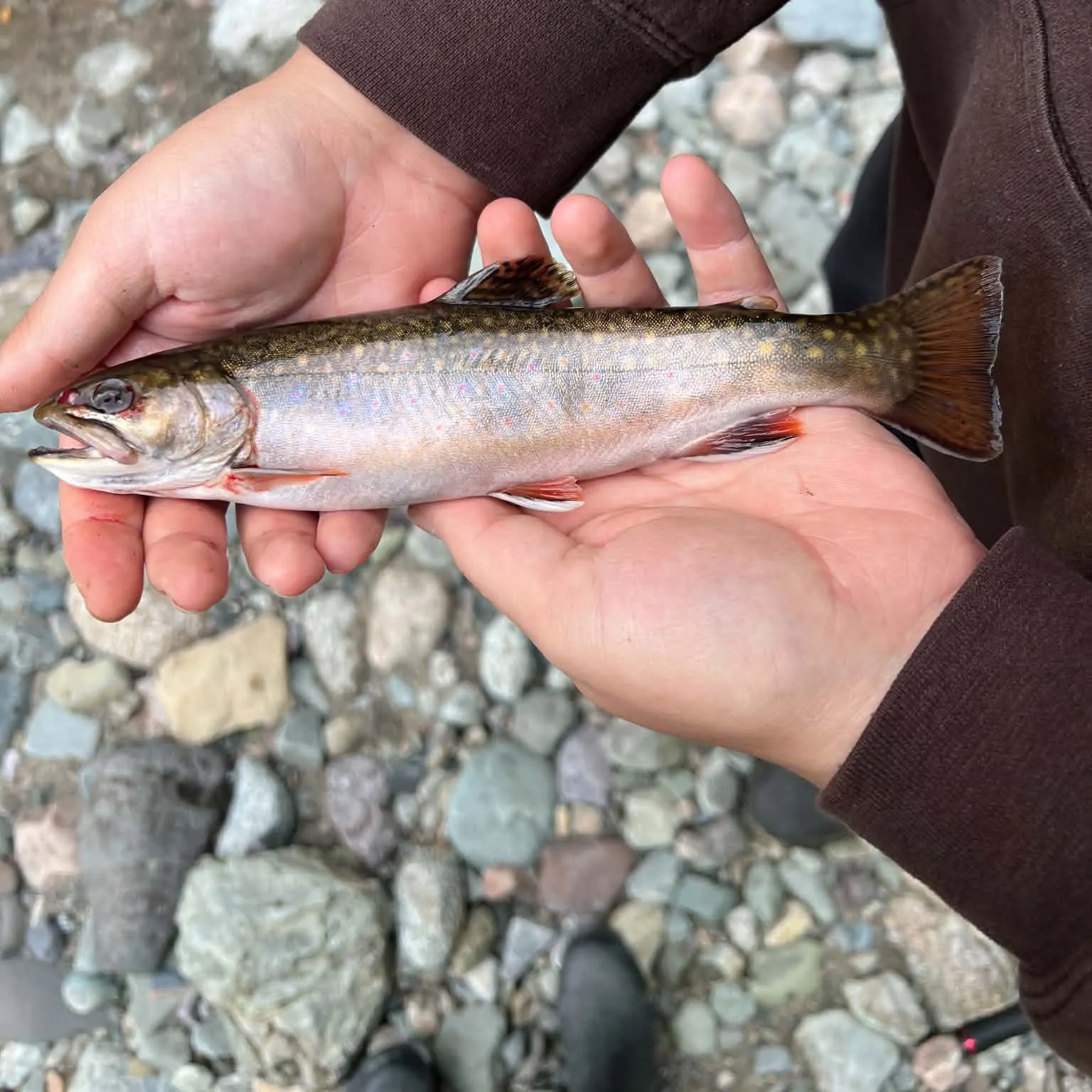 Brook trout caught on Fishbrain
