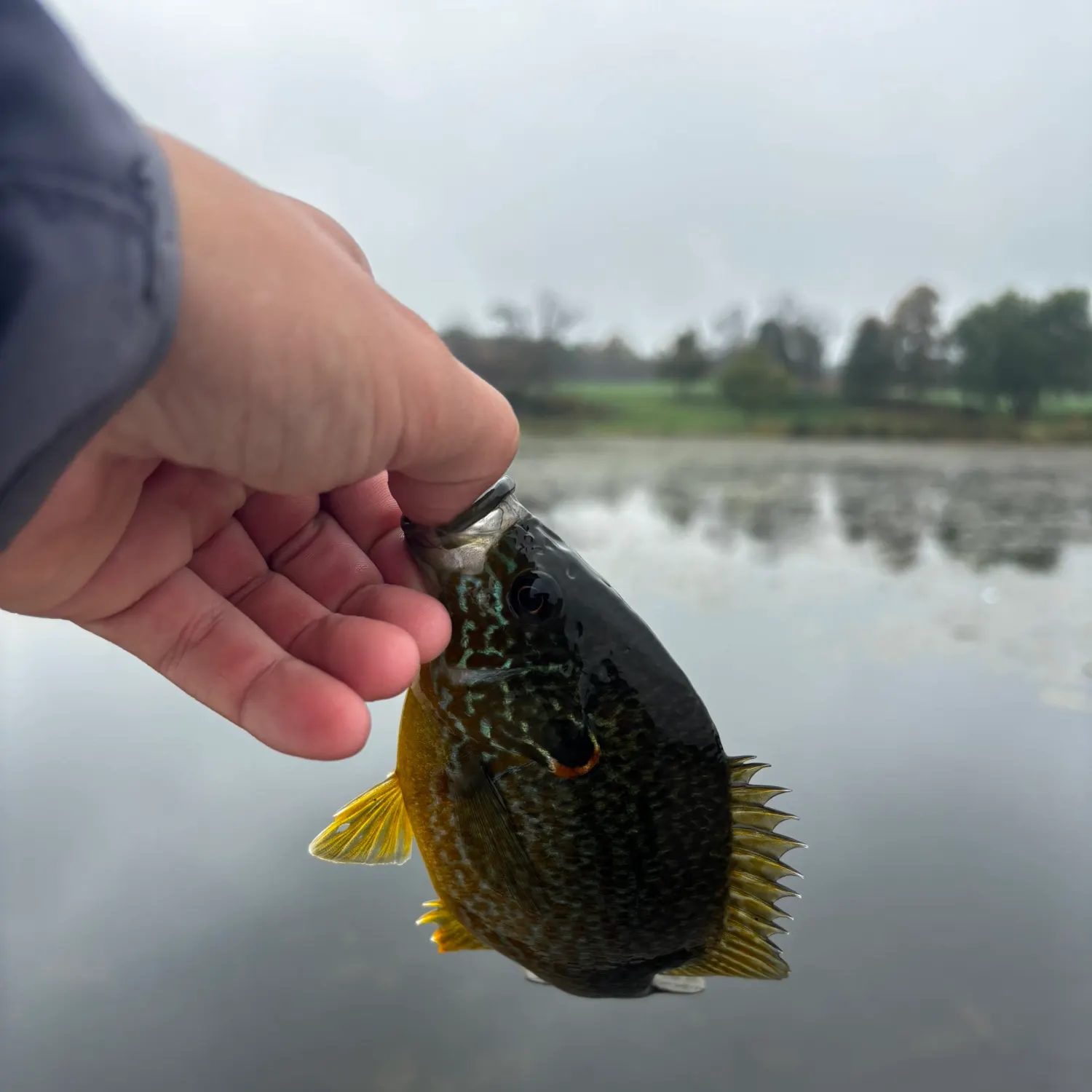 Pumpkinseed caught on Fishbrain