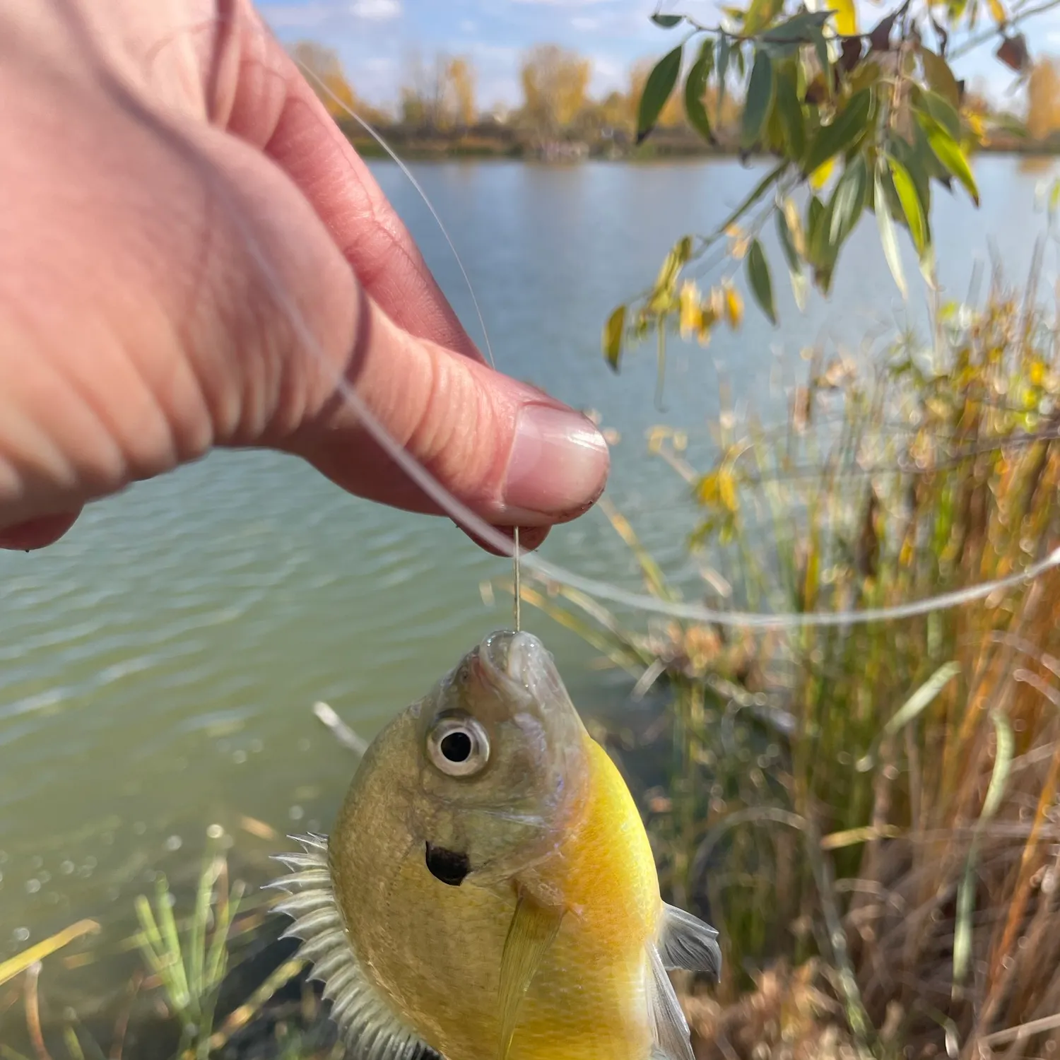 Bluegill caught on Fishbrain