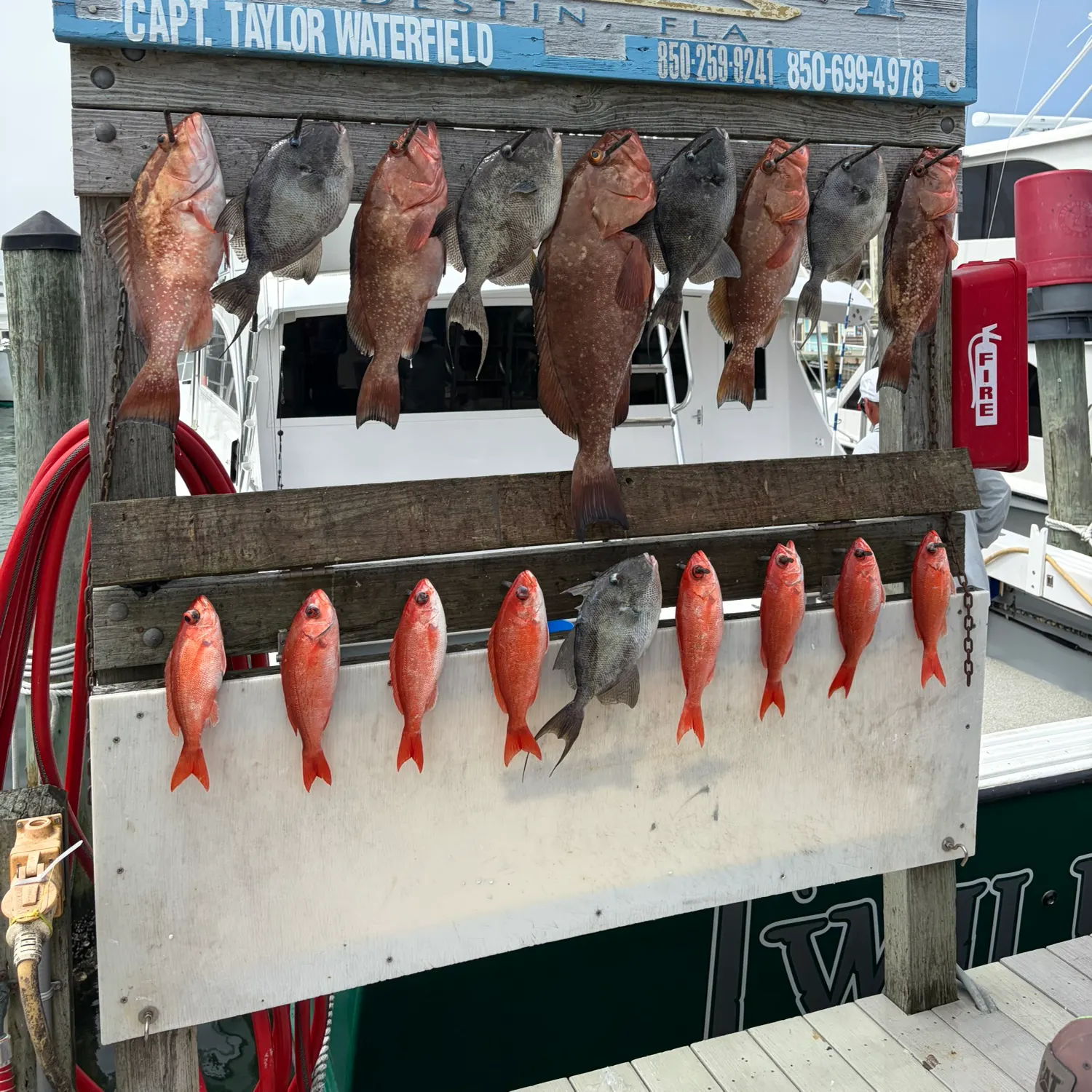The most recent Red grouper catches on Fishbrain
