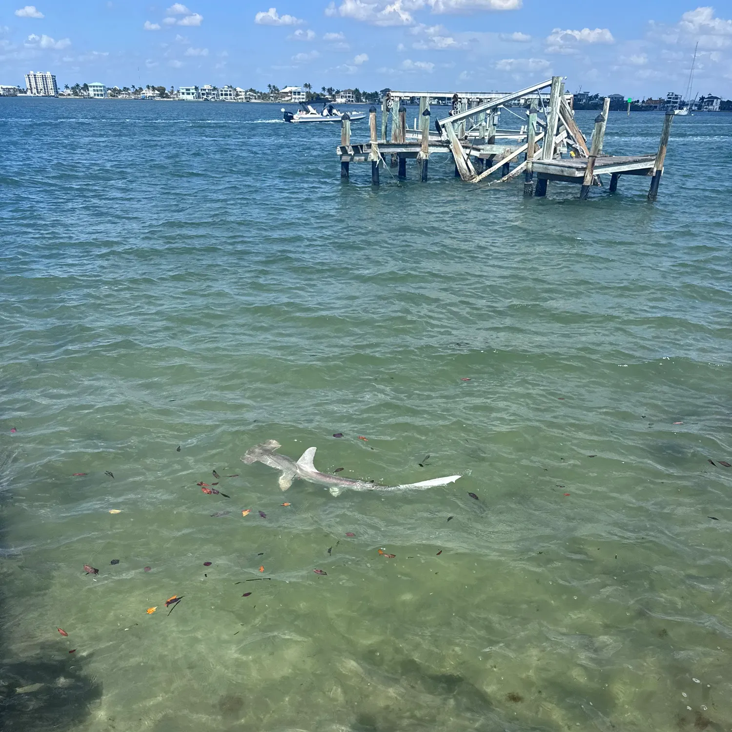 The most recent Smooth hammerhead shark catches on Fishbrain