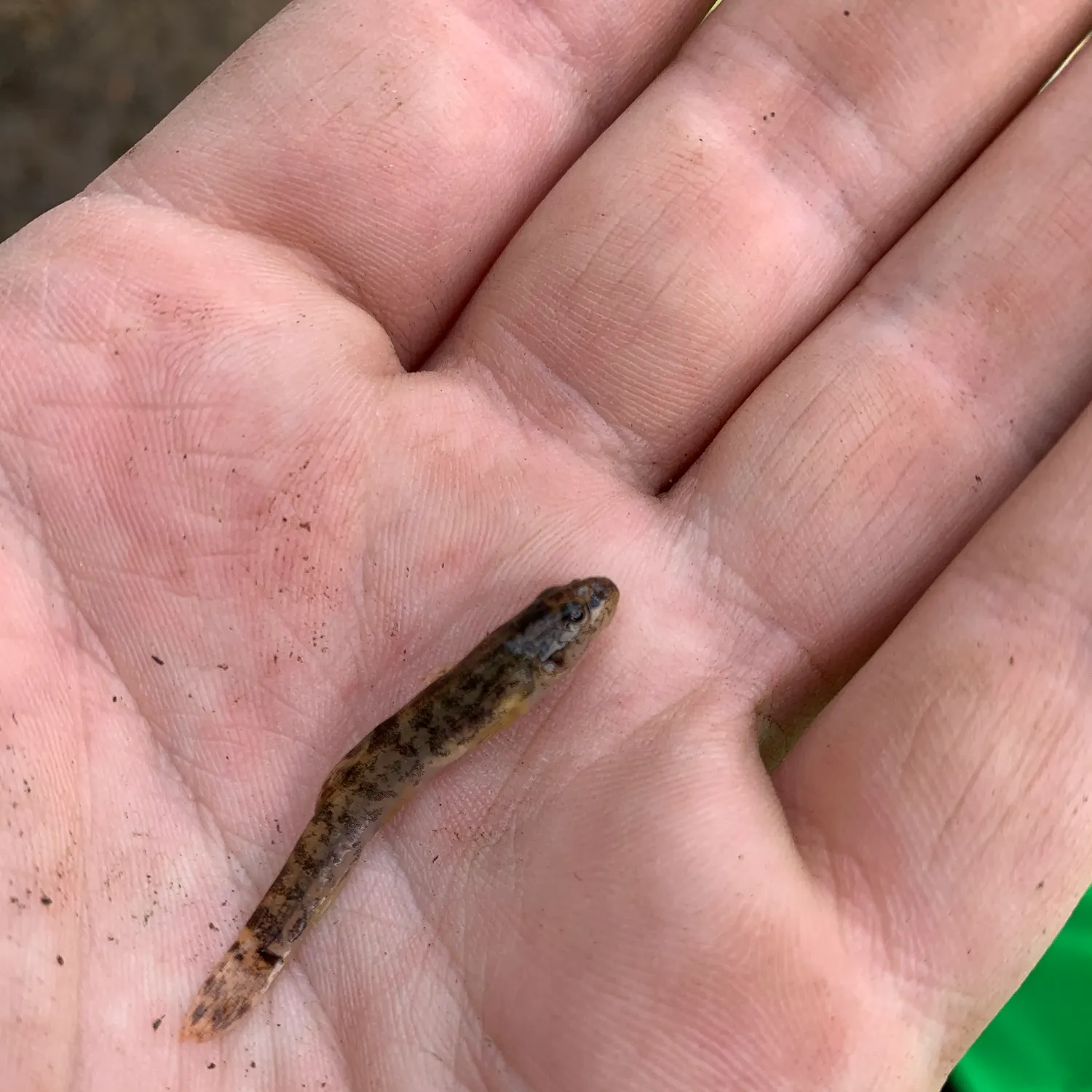 The most recent Stone loach catches on Fishbrain
