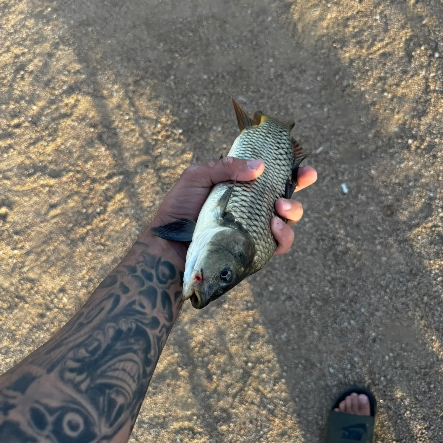 Common carp caught on Fishbrain
