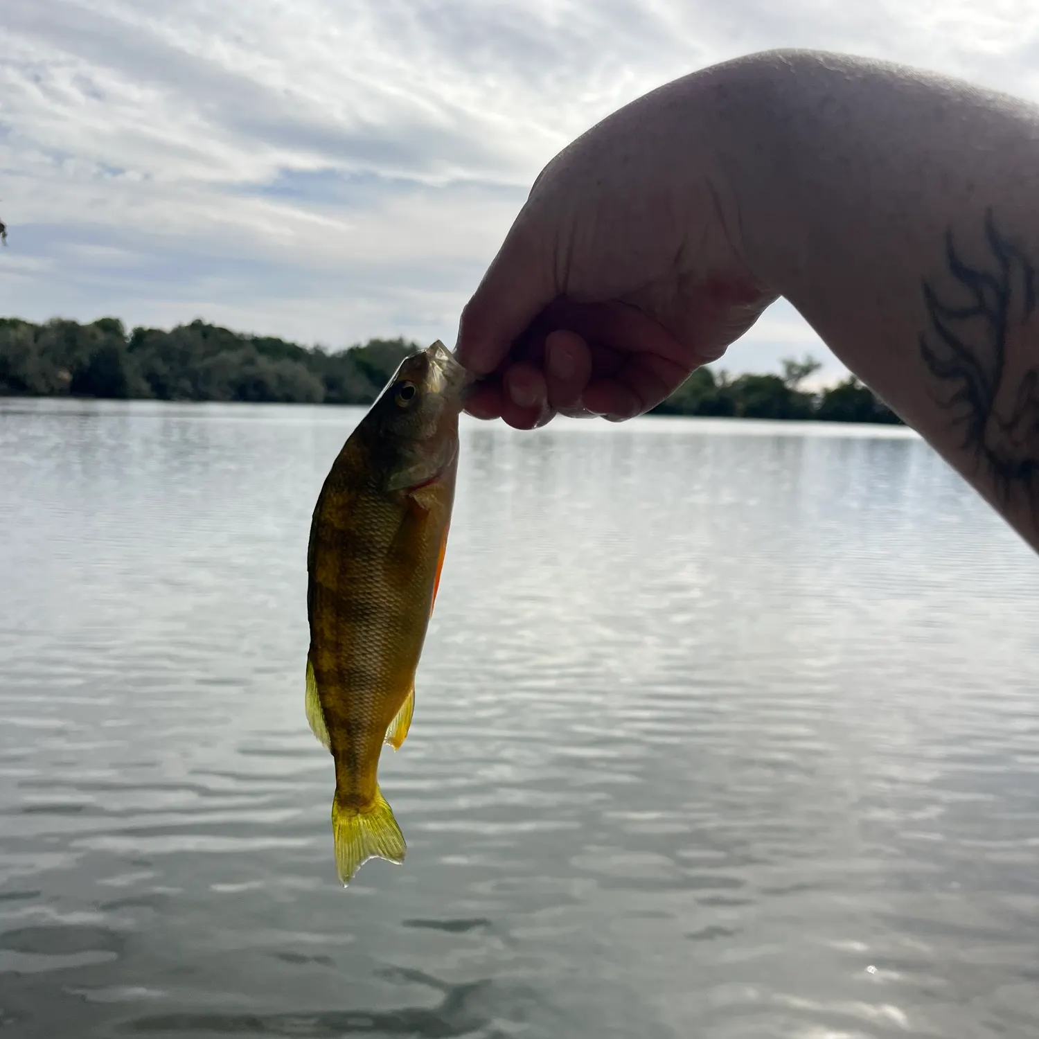 Yellow perch caught on Fishbrain