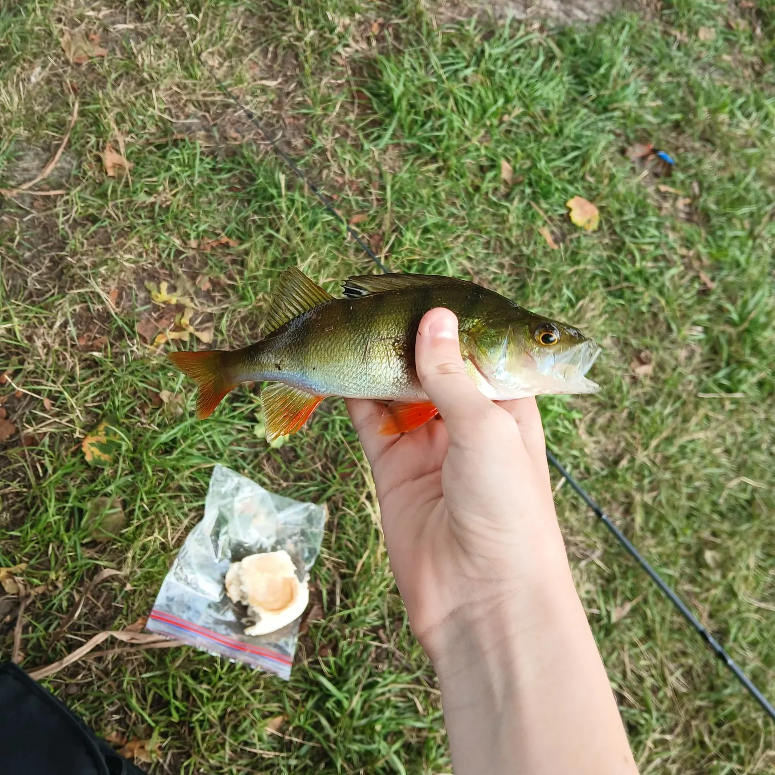 European perch caught on Fishbrain