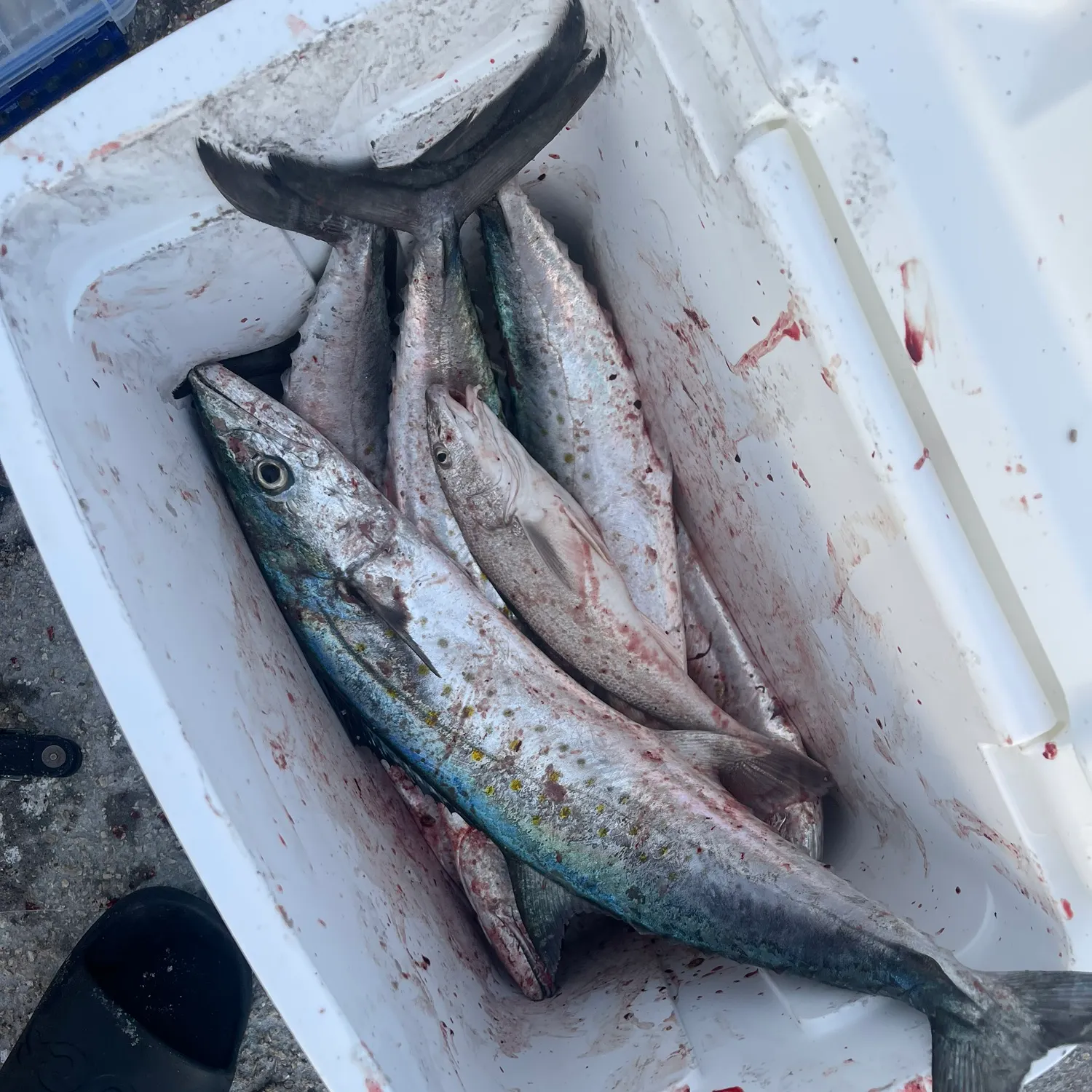 The most recent Spanish mackerel catches on Fishbrain