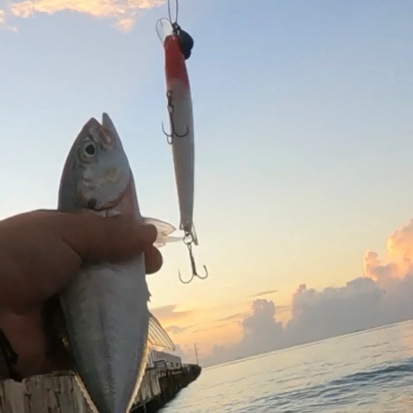 Blue runner caught on Fishbrain