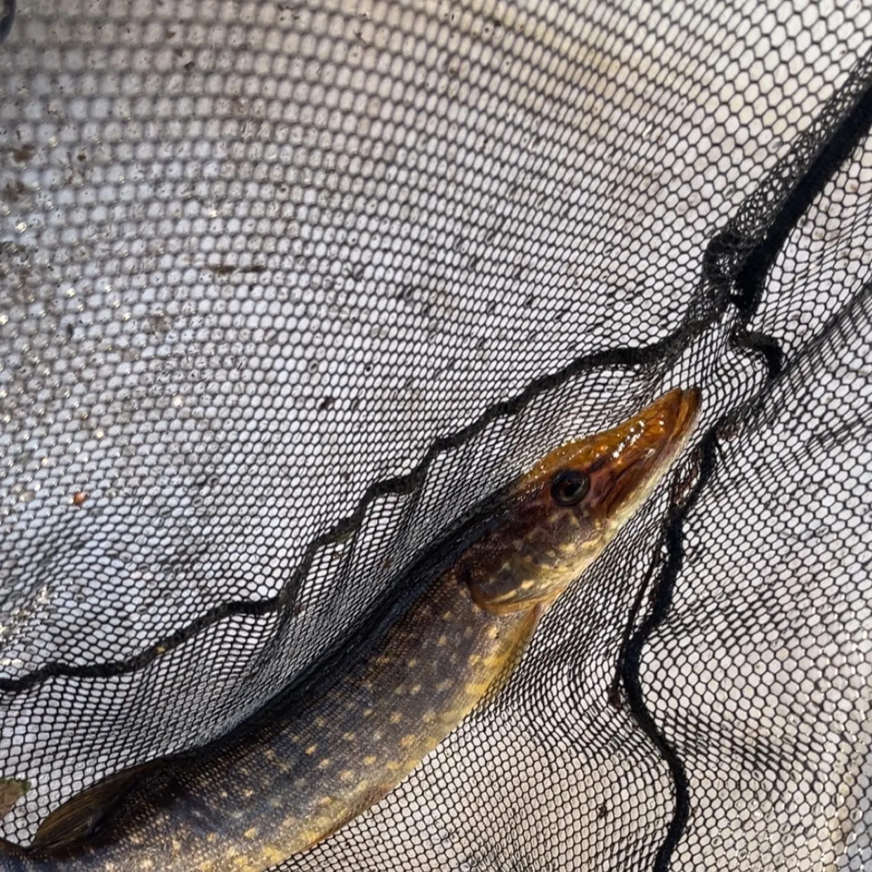 Northern pike caught on Fishbrain