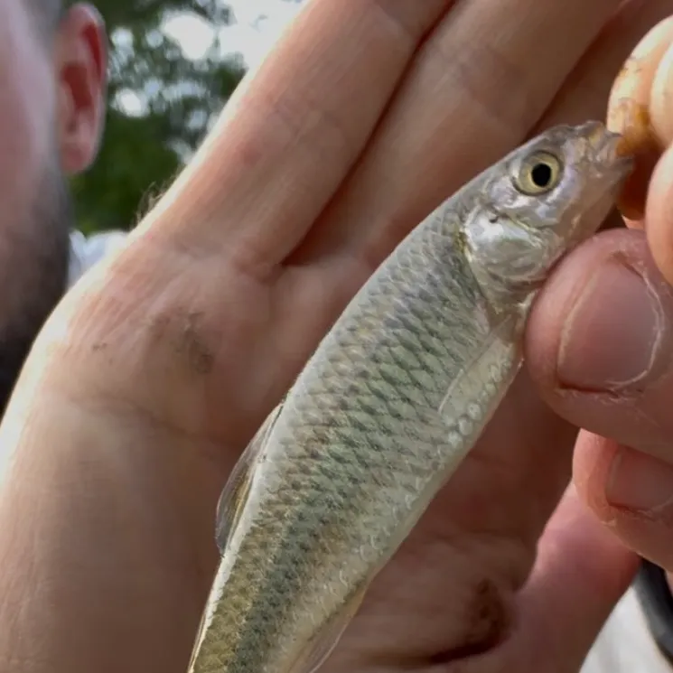 The most recent Satinfin shiner catches on Fishbrain