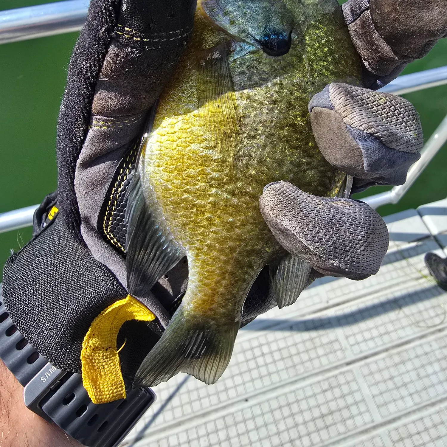 Bluegill caught on Fishbrain